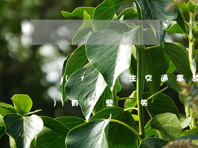 發(fā)生交通事故，不請律師會(huì)有哪些損失？